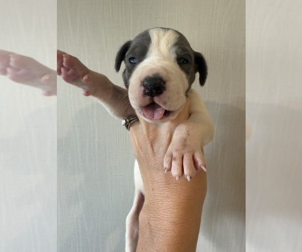 Medium Photo #14 Great Dane Puppy For Sale in HALLETTSVILLE, TX, USA