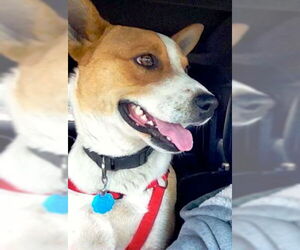 Chevy - Male Australian Kelpie-Basenji Mix Dog for Adoption - Photo #9