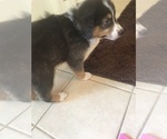 Small Photo #10 Australian Shepherd Puppy For Sale in GILMER, TX, USA