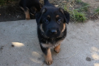 German Shepherd Dog Puppy for sale in UNION CITY, CA, USA
