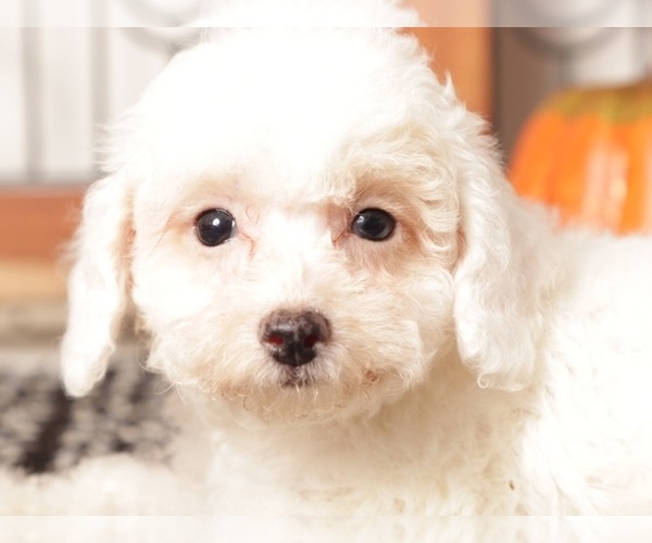 Medium Photo #4 Poodle (Toy) Puppy For Sale in NAPLES, FL, USA