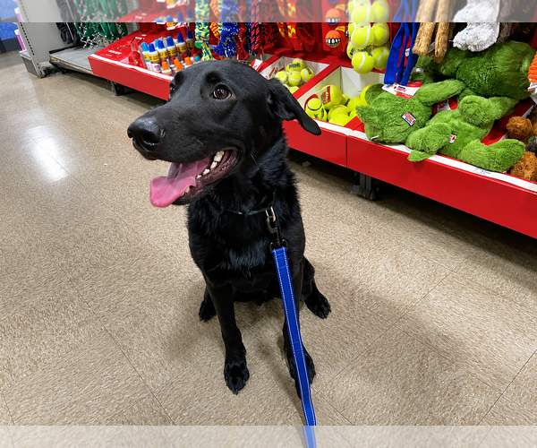 Medium Photo #3 Labrador Retriever-Unknown Mix Puppy For Sale in Clovis, CA, USA