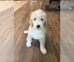 Small #10 Bernedoodle-Poodle (Standard) Mix