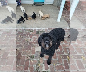 Mother of the Goldendoodle puppies born on 07/10/2025