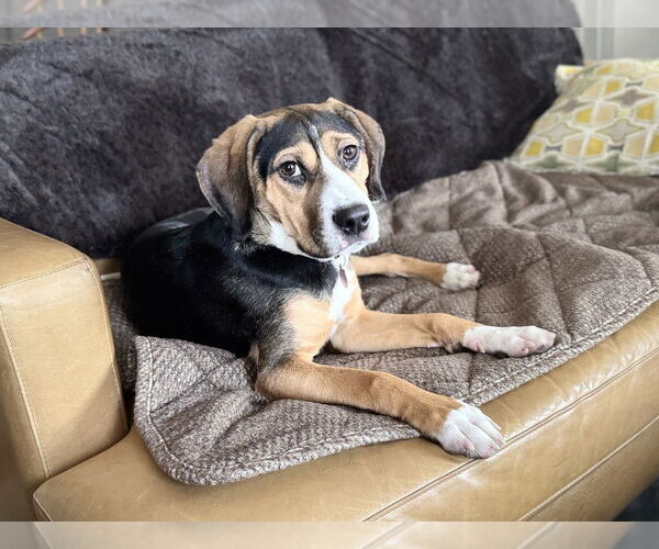 Medium Photo #1 Beagle-Unknown Mix Puppy For Sale in Springdale, PA, USA