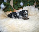 Small Photo #2 Aussiedoodle Puppy For Sale in WISNER, NE, USA