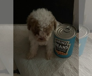 Maltipoo (Miniature) Puppy for sale in VENETA, OR, USA