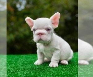 French Bulldog Puppy for sale in TUCSON, AZ, USA