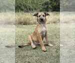 Small #3 Mutt