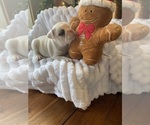 Puppy Snowball Bulldog