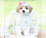 Small #1 Maltipoo (Toy)