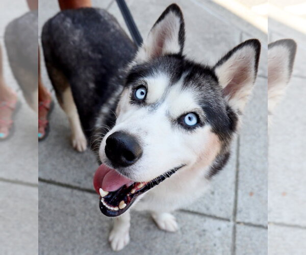 Medium Photo #4 Siberian Husky Puppy For Sale in Cumming, GA, USA
