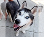 Small Photo #4 Siberian Husky Puppy For Sale in Cumming, GA, USA
