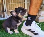 Small #9 French Bulldog