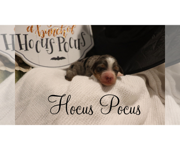 Medium Photo #1 Bernedoodle (Miniature) Puppy For Sale in HELPER, UT, USA