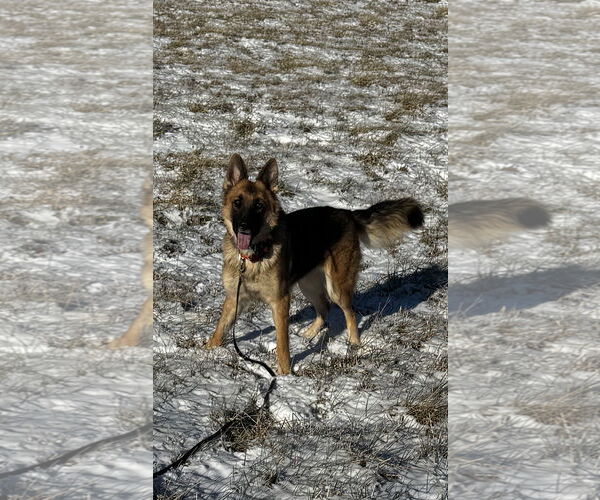 Medium Photo #1 German Shepherd Dog Puppy For Sale in Kankakee, IL, USA