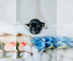 Small Photo #6 Schnoodle (Miniature) Puppy For Sale in AURORA, CO, USA