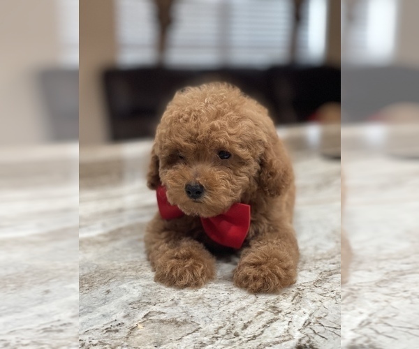 Medium Photo #3 Poodle (Toy) Puppy For Sale in TAMPA, FL, USA
