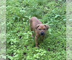 Small #1 Bulldog-Doberman Pinscher Mix