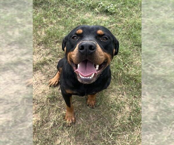 Medium Photo #1 Rottweiler Puppy For Sale in Augusta, GA, USA