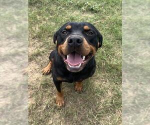 Rottweiler Dogs for adoption in Augusta, GA, USA