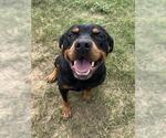 ZEPPELIN - Male Rottweiler Dog for Adoption - Small photo