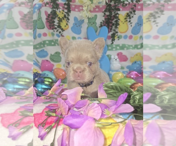Medium Photo #13 French Bulldog Puppy For Sale in RUSHVILLE, IN, USA