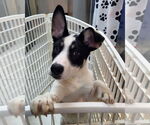 Small #3 Huskies  Mix