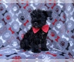 Zeus - Male Schnauzer (Miniature) Puppy for Sale - Photo #5