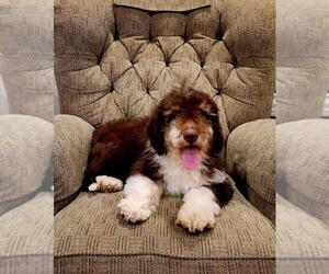 Aussiedoodle Miniature Puppy for sale in SALEM, MO, USA