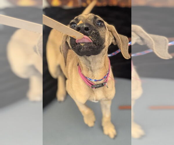 Medium Photo #1 American Pit Bull Terrier-Unknown Mix Puppy For Sale in Evansville, IN, USA