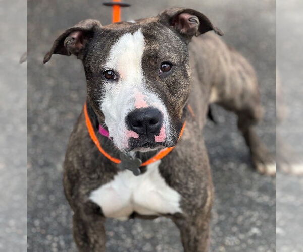 Medium Photo #3 American Staffordshire Terrier Puppy For Sale in Cranford, NJ, USA