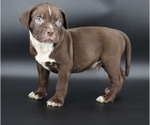 Small #1 American Bully