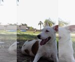 Small #1 American Pit Bull Terrier-Bull Terrier Mix