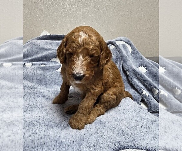 Medium Photo #46 Goldendoodle Puppy For Sale in COLLINSVILLE, IL, USA