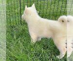 Small Photo #2 Siberian Husky Puppy For Sale in AINSWORTH, NE, USA