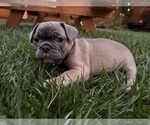 Small #4 French Bulldog