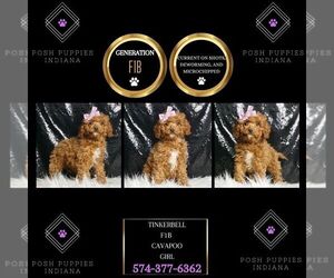 Cavapoo Puppy for sale in WARSAW, IN, USA