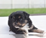 Small #6 Miniature Australian Shepherd