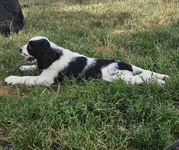 Medium Photo #6 English Springer Spaniel Puppy For Sale in CENTRAL POINT, OR, USA