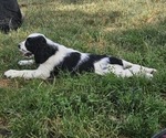 Small #5 English Springer Spaniel