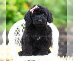 Puppy lumara Maltipoo (Miniature)