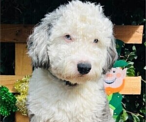 Father of the Sheepadoodle puppies born on 08/04/2025