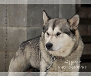 Mother of the Alaskan Malamute puppies born on 12/23/2024