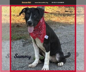 American Pit Bull Terrier-Labrador Retriever Mix Dogs for adoption in Benton, PA, USA