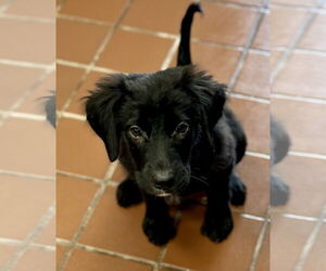 Mutt Dogs for adoption in Jefferson, NJ, USA