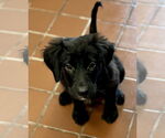 Small Mutt