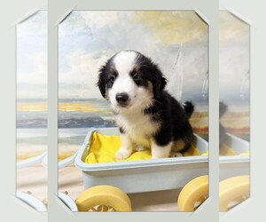 Miniature Australian Shepherd Litter for sale in PENSACOLA, FL, USA