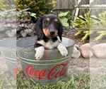 Image preview for Ad Listing. Nickname: Tara