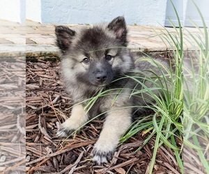 Keeshond Puppy for sale in VENICE, FL, USA